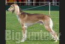 Esposizione cinofila Salento Dogs